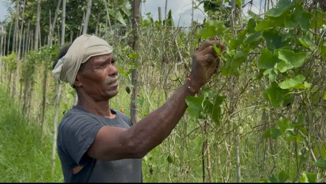 చిక్కుడు చెట్లకు ఉన్న నత్తలను తొలగిస్తున్న రైతు