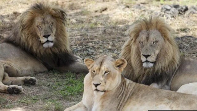 Zakuna biyu da zakanya zaune