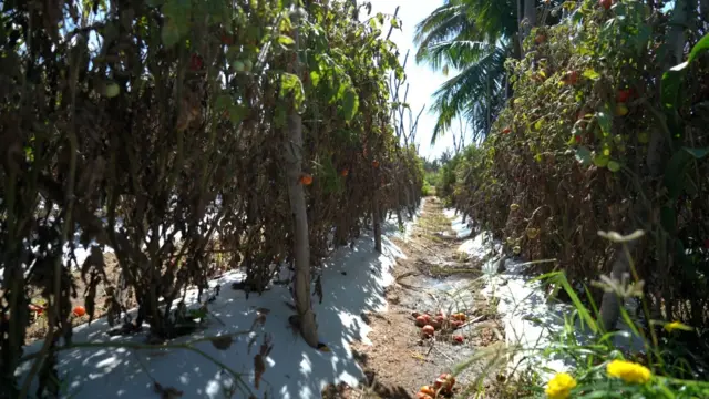 టమాట ధరలు 