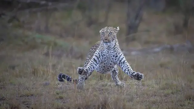 లెపర్డ్