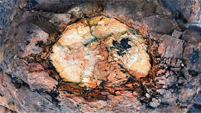 نیوزی لینڈ