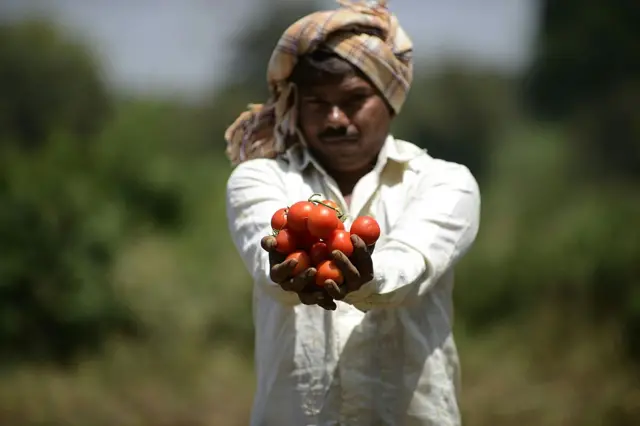 ટામેટાના ભાવો કેમ વધ્યાં?