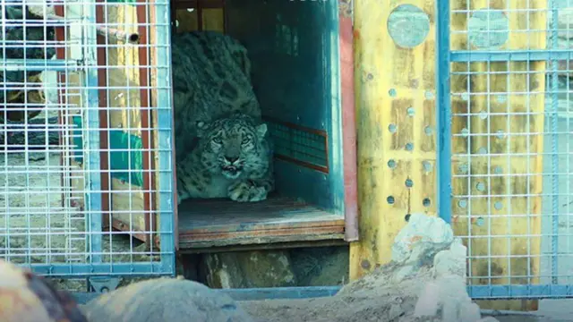 پلنگ برفی داخل یک قفس 