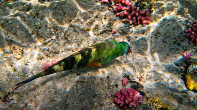 Червоне море