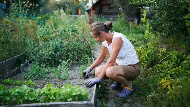 Mulher agachada cuidando de horta