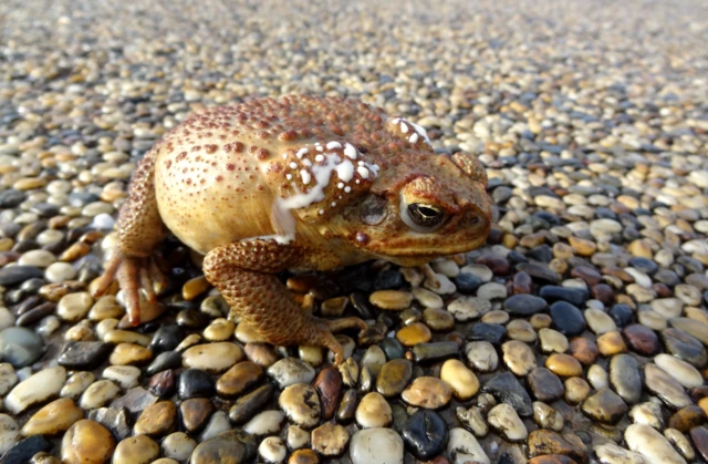ኣብ ኣውስትራልያ ዝርከብ እዚ ሓርጃም፡ ጸባ መሳሊ መርዚ ኣለዎ