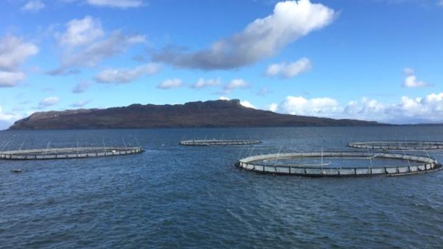 Is there a problem with salmon farming?