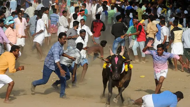 இந்த ஆண்டு ஜல்லிக்கட்டு நடத்துவதற்கு உச்ச நீதிமன்றம் தடைவிதித்துள்ளது.