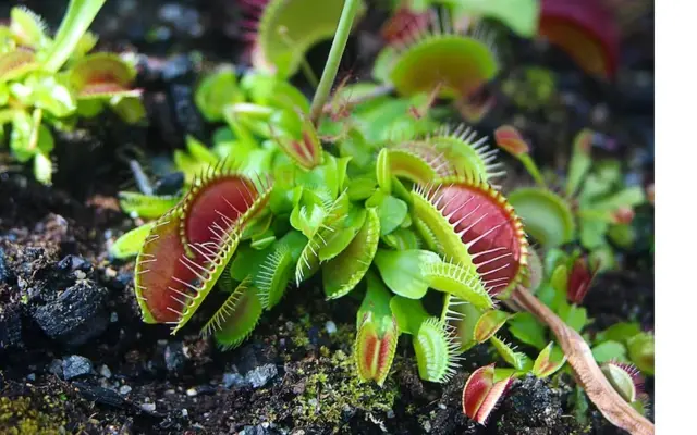 Fotografia colorida com planta carnívora verde com o meio rosado