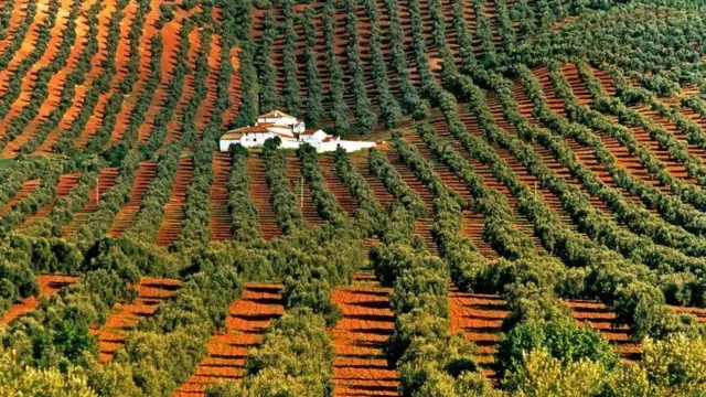 Castellon'da zeytin ağaçları