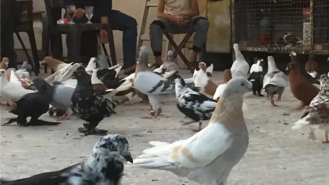 مجموعات من الحمام الملون فوق أحد منازل مربي الحمام في العاصمة الأردنية عمان