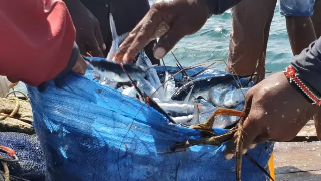 uvuvi na mikoko pwani ya Kenya