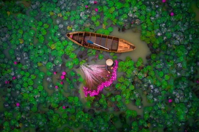 helios1412在在越南湄公河三角洲航拍一名女子在池塘里收获百合的照片获得第二名。