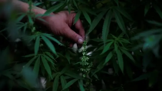 गांजे का पौधा