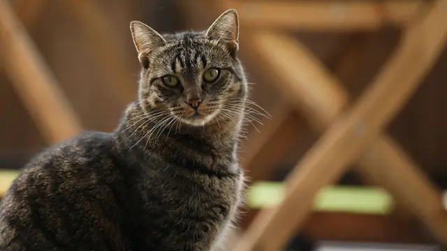 wata ƙuliya na kallon kyamara