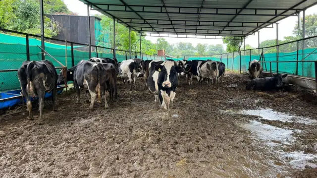 साबळे दाम्पत्याकडे 65 गायींचा गोठा आहे.