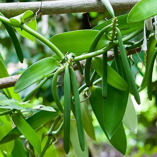 Vainas de vainilla en la planta antes de ser secadas
