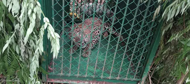 చిరుత దాడి