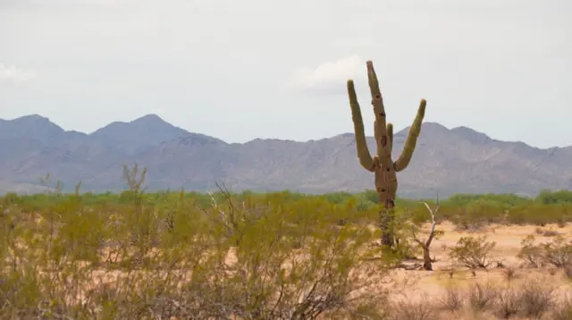 Saguaro, um  cacto que só cresce no desertoesporte bet pré aposta amazonasSonora