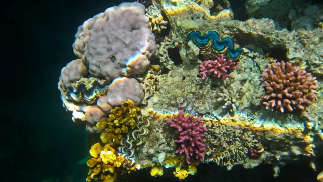 Червоне море