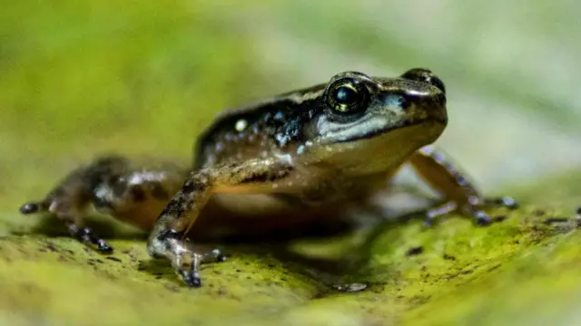 Espéciecomo apostar na luta do ufcanfíbio chamado Aromobates zippeli na Venezuela