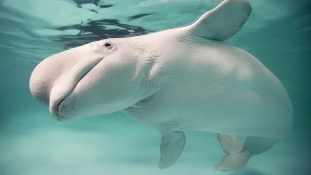 Beluga whale