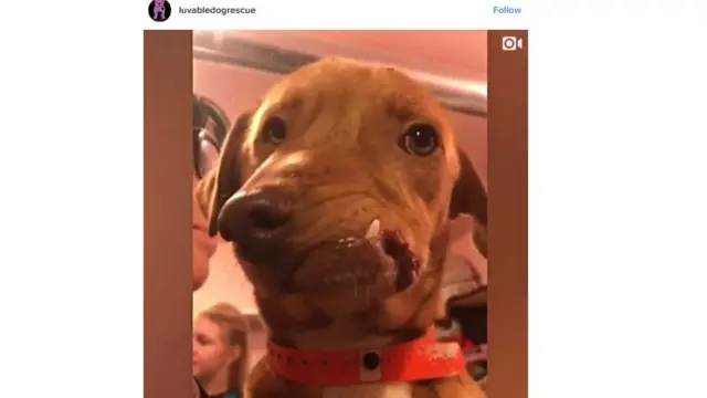 Luvable Dog Rescue Instagram