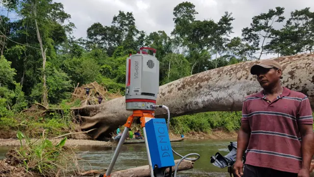Arboles bongo en el Darien