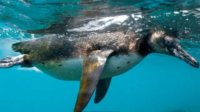 கலாபாகோஸ் பென்குயின்