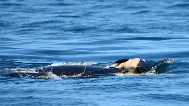 Талекуа и мертвый детеныш