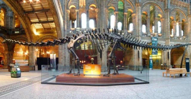 เราอาจไม่ต้องไปดูโครงกระดูกไดโนเสาร์ที่พิพิธภัณฑ์ หากพวกมันยังมีชีวิตรอดอยู่ในทุกวันนี้