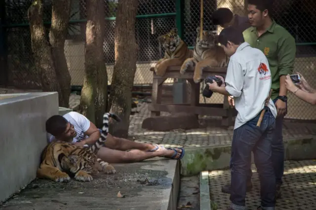 A tourist seen taking pictures next to a tiger cub in the tourist attraction 'Tiger Kingdom' on September 21, 2019 in Chiang Mai