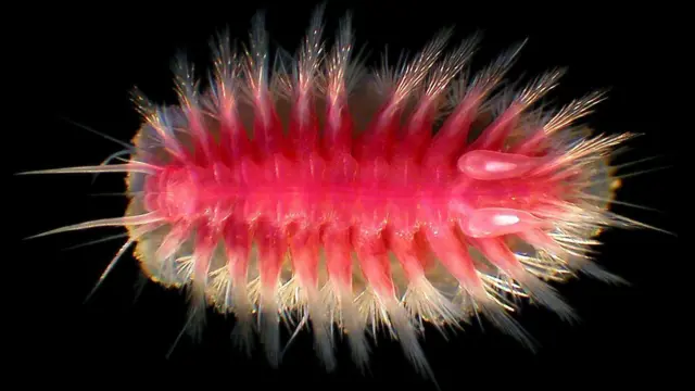 बॅक्टेरियाच्या थरावरून घसरत जाणाऱ्या या 'स्नोबोर्डिंग स्केल वर्म'चा वावर केवळ मृत देवमाशाच्या अवतीभवतीच असतो