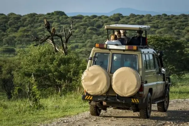 Tai wawili aina ya Griffon (Aquila rapax) wakiwa wametua nyuma ya gari la watalii katika Hifadhi ya Taifa ya Tarangire, Tanzania.