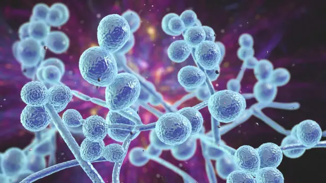 ภาพที่สร้างด้วยคอมพิวเตอร์ของเชื้อราแคนดิดาซึ่งพบในผลิตภัณฑ์เครื่องสำอาง