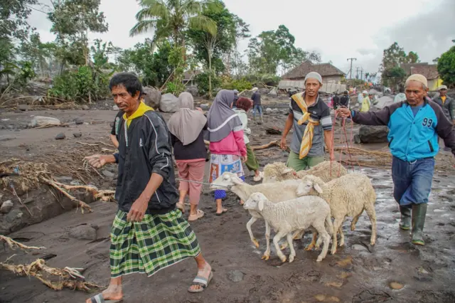 Warga mengevakuasi ternak dari rumahnya yang terdampak erupsi Gunung Semeru di Desa Supiturang, Lumajang, Jawa Timur, Kamis (20/11/2025).