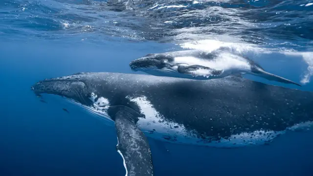 Dos ballenas jorobadas