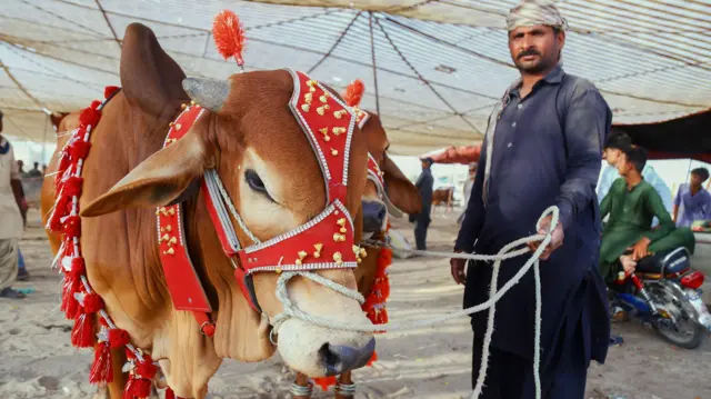 یک فروشنده در بازار دام در شهر حیدرآباد پاکستان، گاوی را که صورت و بدنش تزئین شده، در آستانه عید قربان در تاریخ ۲۱ مه ۲۰۲۵ به نمایش می‌گذارد
