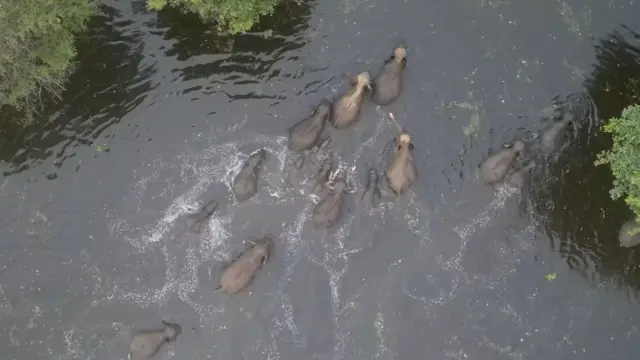 Igitangaza gishingiye k’uko ivyo bikoko binaremereye.