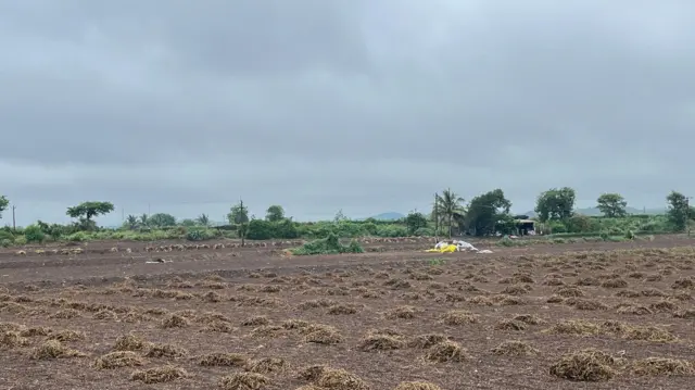 ચોમાસું, મગફળી, વરસાદ, વરસાદથી નુકસાન, ખેતી, કપાસ, બીબીસી ગુજરાતી, સૌરાષ્ટ્ર