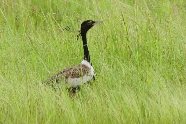 પક્ષીની એક તસવીર
