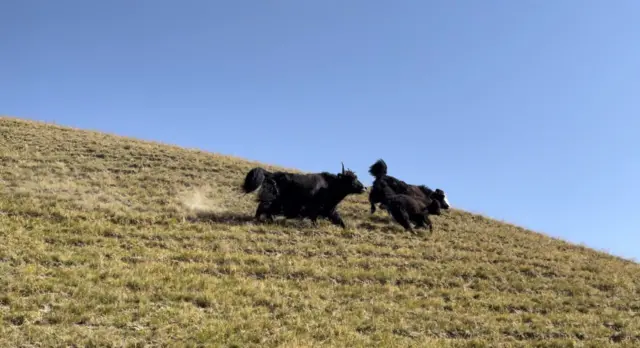 Көк-Кыянын көркүн ачкан топоздор...