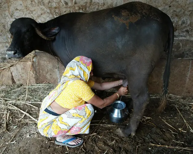 ગુજરાતમાં મિલ્ક પૉલિટિક્સ