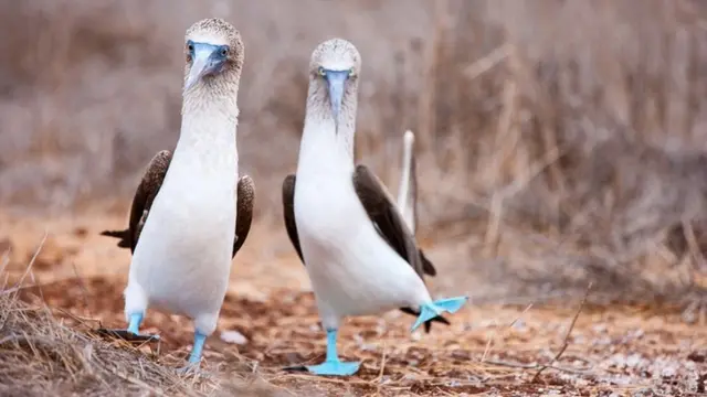 Piqueros patizules en Galápagos