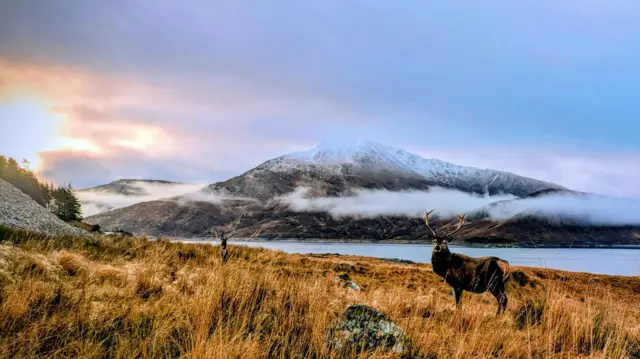 Un ciervo de pie sobre la hierba dorada cerca de un lago, con nubes brumosas y una montaña cubierta de nieve al fondo al amanecer.