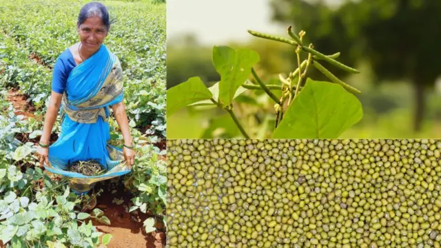 शेतकरी अनिता कुबडे मुगाच्या शेंगा दाखवताना