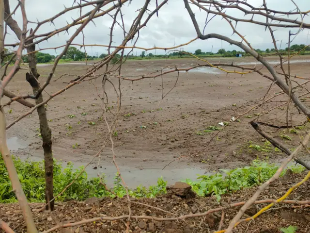 જુનાગઢ મગફળી અને કપાસનો પાક ધોવાયો