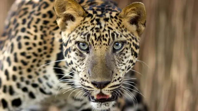 leopardo
