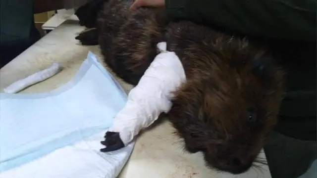 Бобер з перебинтованою лапою