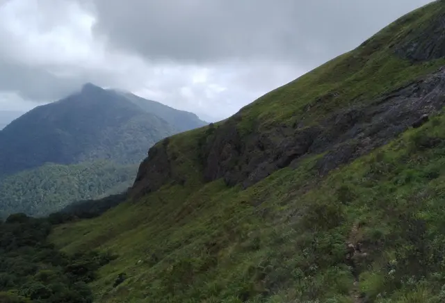 நீலகிரி வரையாடு: 70 லட்சம் ஆண்டுகள் முன் தோன்றிய விலங்குக்காக தமிழக அரசு என்ன செய்கிறது?